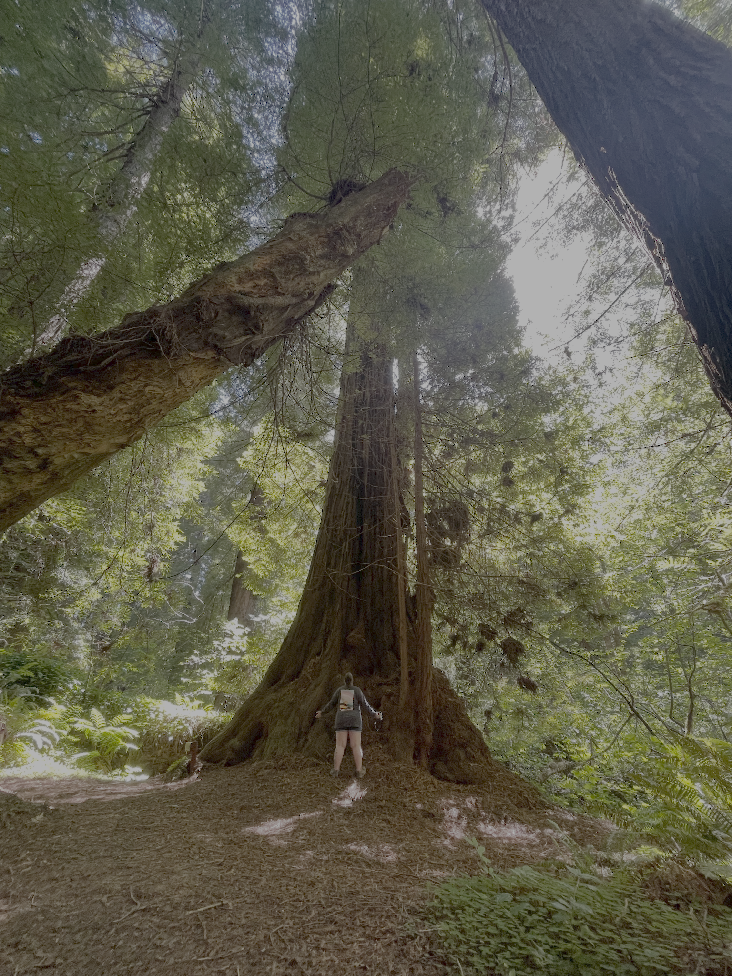 Mendocino County California Redwoods Old Growth